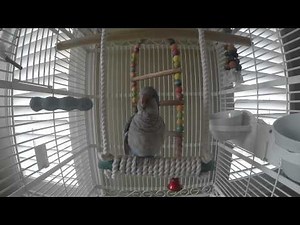 Our smartest Talking Blue Quaker Parrot Bird - 1 year old - named Blue