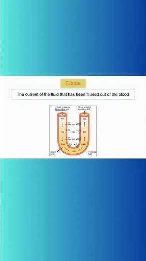 LOOP OF HENLE! #kidney #loopofhenle #water #reabsorption #nephron #anatomyandphysiology