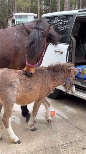 Horses unloading groceries! #thankyou #horse #yummy