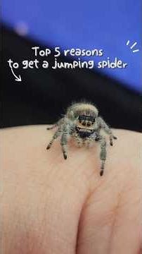 Jumping spiders: Top 5 reasons to get one! Smart, curious, low-maintenance, & cool #jumpingspider