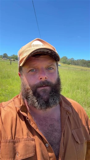 Grazing Grassfed Angus and Brangus Cattle in South Burnett
