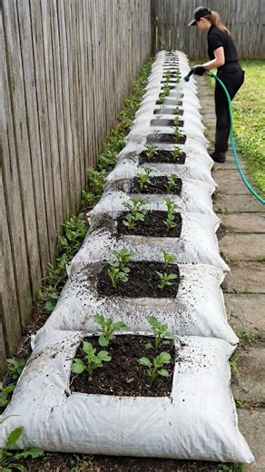 Backyard Path Turned Into High Yield Potato Grow System