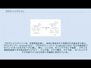 プロアントシアニジン
