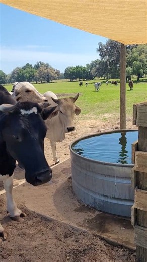Cows Enjoy Sun Sail We are improving our infrastructure in preparation for rescuing more cows. One improvement is installing sun sails over the water troughs, which will shade the cows while they drink water and minimize algae from growing in the water. The tank is on automatic refill, which means after a cow drinks, the mechanism refills the tank to the original level. In the past, the cows would mess with the controls and often break them. To address this problem, 1/8 of the tank is blocked, a