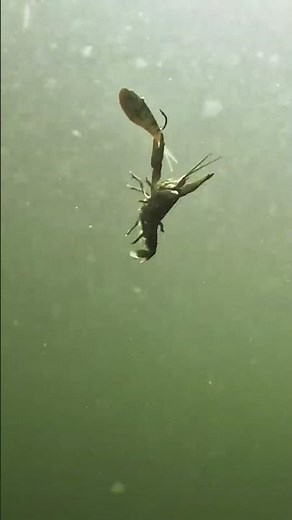 This crawfish did NOT want to let go of the @berkleyfishing PowerBait Power Vibe - just like fish!