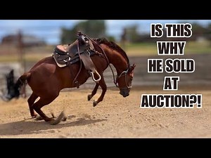 $300 Auction horse ~ First time with saddle