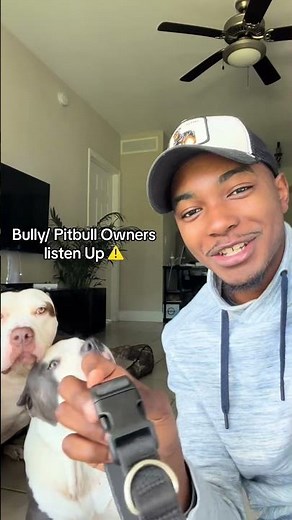 Dog Gear made for big dogs #doggielife #americanbully