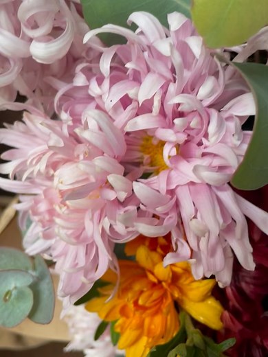Delight Flower Farm on Reels
