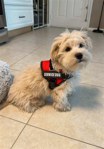 Service Dog Training Tips for New Owners
