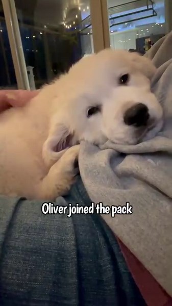 282K views · 33K reactions | My Dogs 2023 Year In Review. 2023 was a huge surprise that changed our lives big time. It's been full of training, testing our patience and FUN! Here's to a healthy, happy & fun 2024. Happy New Year everyone! #dogsoffacebook #goldenretriever #happynewyear2024 #newfoundland | Charlie The Golden | Facebook