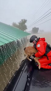 Kentucky Creek Flood: Dog Saved from Barn Roof Hazard, Kentucky – July 15, 2025 A sudden flash flood forced a dog to the peak of a barn roof as the ground below disappeared under rushing brown water. A search and rescue team navigated their inflatable raft through the dangerous debris field to reach the structure. One member reached up, offering a lifeline to the frightened animal. The dog leaped from the corrugated metal into the raft, landing safely. The rescuer caught the dog and held it clos