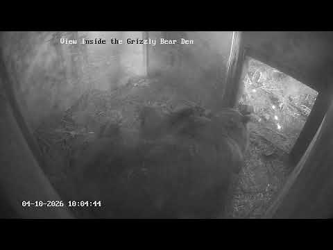LIVE Grizzly Bears Hibernation Den 4K | Grouse Mountain Wildlife Cam | Winter Bear Live Stream