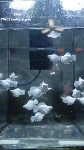 Balloon Molly Aquatic Wonders in Oliver's Backyard