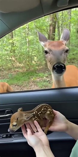 A deer leaving her baby with a woman so the fox won’t get it 😳🥺