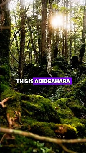 Aokigahara: The Terrifying Mystery of Japan’s Silent Forest 🌲😨