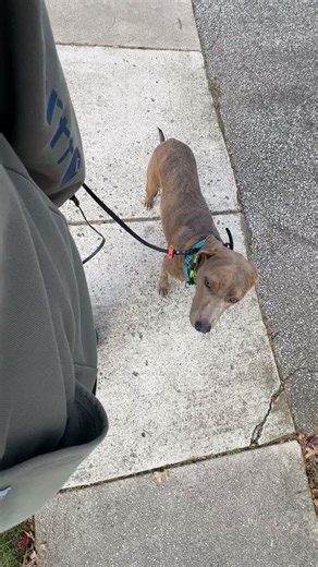 Dogs like Zero struggle the most to walk SLOW…so that’s what we are doing. Zero’s walk before we started working at it was CHAOS. Nose to the ground, zig zagging, hyper aroused and pulling! He had zero engagement or handler awareness. We spent the first two weeks of training working on some engagement and general understanding of what position we are looking for with “heel”. The second half of training will be about nit picking a bit more and walking in areas of distraction! #4quadrantsofdogtrai