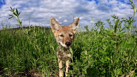 Baby Coyote - A Wild Moment Up Close!