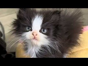 This Is Your Daily Dose Of Cats | Day 94
