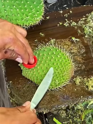 Shaving off a cactus ASMR🌵 | Things Easier