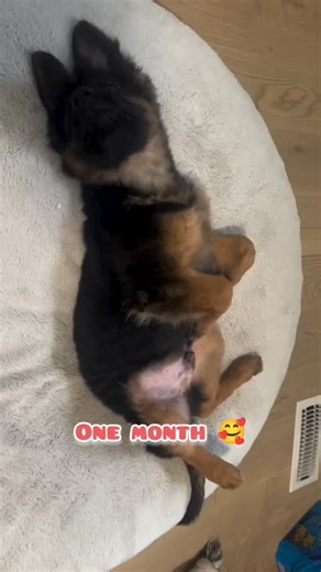 MY FARM on Instagram: "German shepherd dog"