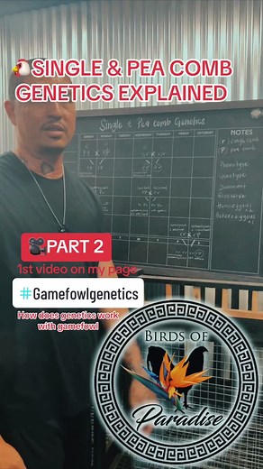 Understanding gamefowl genetics—how genes/traits are passed down to their offspring. This is a basic educational video on single and pea comb genetics. #gamefowl #gamefowlgenetics #chickengenetics #rooster #hen #genetics #gamefowltips #gamefowlbreeders #gallos #gallosfinos