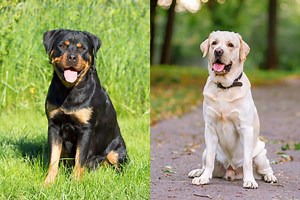 Rottador (Rottweiler & Lab Mix) Info, Pictures, Facts & FAQs