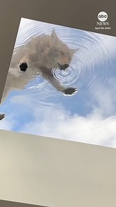 9.8M views · 173K reactions | A surreal moment was captured on camera when a coyote was spotted drinking water from the skylight window on top of a Los Angeles hair salon. https://abcnews.visitlink.me/WhCtK3 | ABC News | Facebook