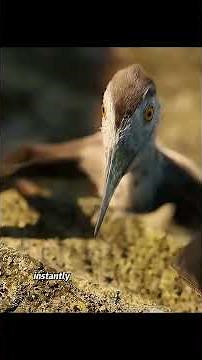 A pterosaur family fights each other over nests.