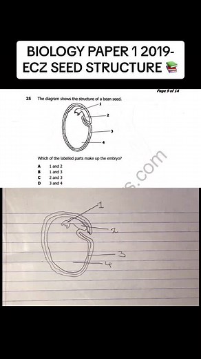 Understanding Bean Seed Structure for Grade 12 Biology