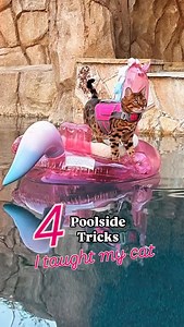 We’re heating the pool for Sy and Mavi is loving the winter pool days. It’s 80° here in sunny Southern California! January at its finest. | Surfercatmav