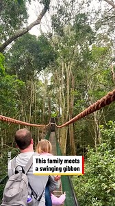 9.7K views · 16 reactions | Playful gibbon swings over tourist family | Awesome | Facebook