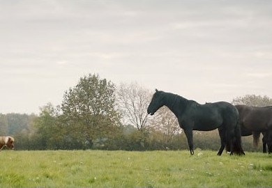 Miniature pony melts hearts in Christmas advert - Horse & Hound