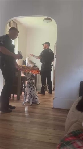 This is what it’s like being married to Dr. Dolittle. Everywhere we go either the animals flock to him, or he flocks to the animals 😂😂 #k9officer #k9softiktok #cops #copsoftiktok