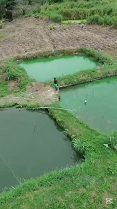 The importance of covering catfish ponds especially earthen ponds with net. Watch the full video on YouTube - link to full video in the comments #fishfarmingbusiness #foryouシ #smokedcatfish #catfishfarming #fishfarming #agribusiness #farminginafrica | Youth In Agriculture