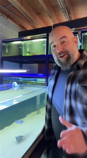 Wow check out the transparent glass stingray. #stingray #fishtank #stingrays #cuteanimals