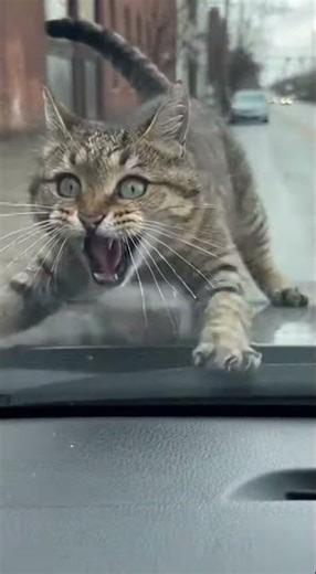 You WILL Laugh 😹🐱 | Hilarious Funny Cat Moments #shorts