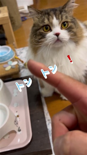 猫の気持ち #scottishfold #猫のいる暮らし #cat #スコティッシュフォールド立ち耳 #猫の気持ち