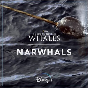 905K views · 2K shares | Rare and highly elusive, narwhals are often called "the unicorns of the sea," due to the long, swordlike tooth that can grow up to 10 feet long in males. #SecretsOfTheWhales streams April 22 on Disney+ | National Geographic | Facebook