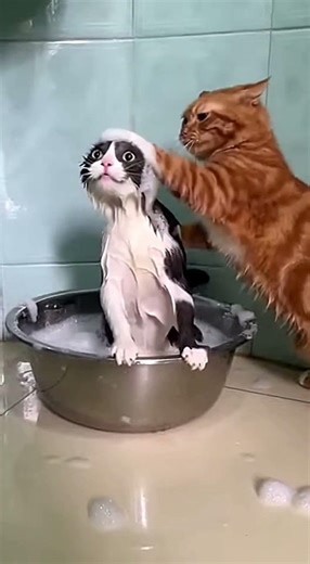 “Started with Love… Ended with a Cat Fight! 🐱😂