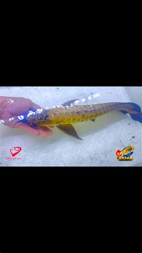 Dream Fish｜PURE系列，滿盔大金頭過背，缸外實拍，原相呈現平常在缸裡，就已經這麼搶眼。真正有實力的魚不是打光漂亮，是本身就夠漂亮。隨便一眼，都藏不住牠的質感。這種魚放在缸裡，就是主角。