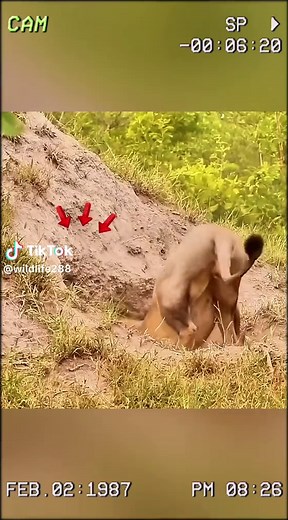 Terrifying Lion Attack in the Wild | Watch How the Lion Defends Itself