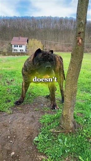 Presa Canario vs Powerful Breeds — The Real Truth