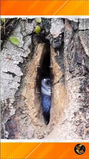 This Bird Is Locked Alive Inside a Tree… 🐦🌳 #didyouknow #facts #shorts