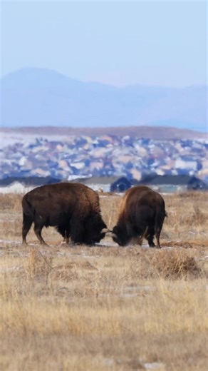 Bison Playful Sparring in the Wild