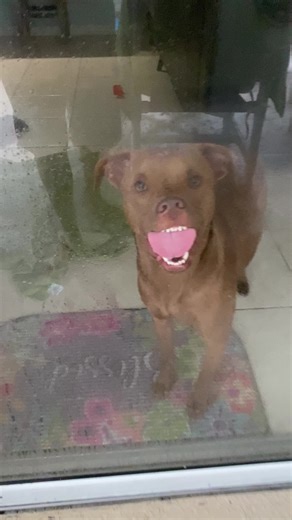 This cute little window licker! #dogsofttiktok #windowlicker #foryou