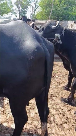 buffalo farming, buffalo talaab, buffalo cartoon, bhains wala cartoon #cows #animals #buffalo