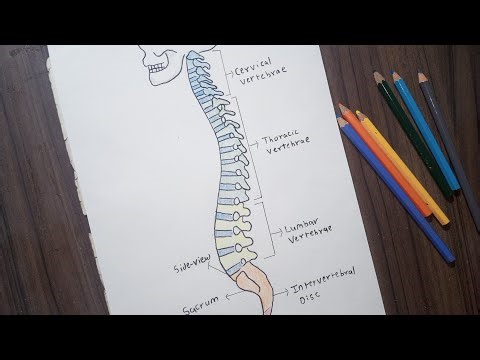 Human Vertebral Coloumn Diagram | Label Drawing Vertebral Coloumn