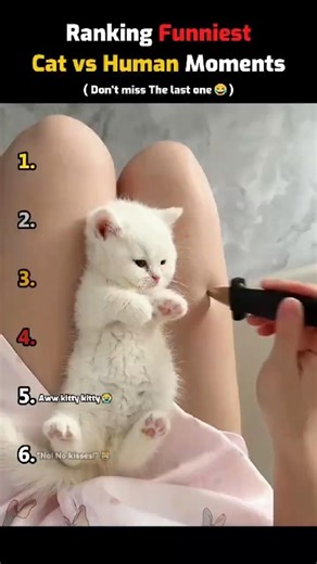 Ranking Funniest Cat vs Human Moments🐈😹 #shorts #cat #funny