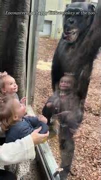 Encountering a happy little monkey at the zoo.#funny #monkey #funnyvideo