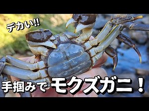 巨大モズクガニ捕り！田舎のキレイな川にカニ籠を投入してみた